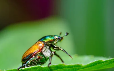 Japanese Beetles in Palisade: What Residents and Growers Need to Know in 2026